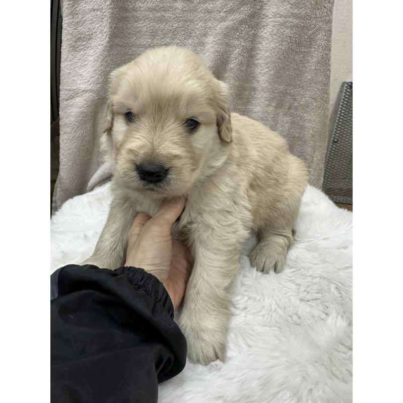 販売中の千葉県のゴールデンレトリーバー-437639の1枚目