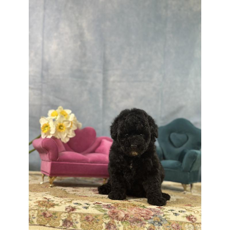 販売中の京都府のトイプードル-437411の2枚目