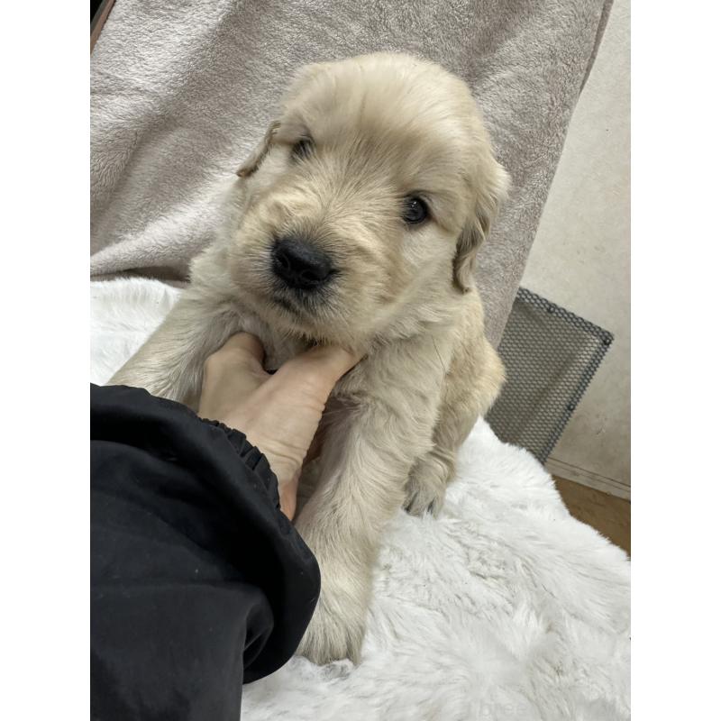 販売中の千葉県のゴールデンレトリーバー-437639の5枚目