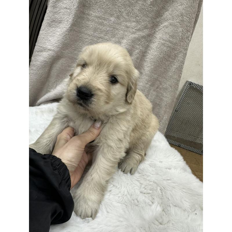 販売中の千葉県のゴールデンレトリーバー-437639の4枚目