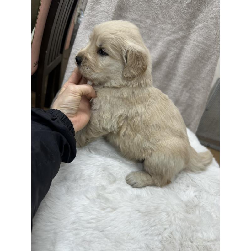 販売中の千葉県のゴールデンレトリーバー-437639の3枚目