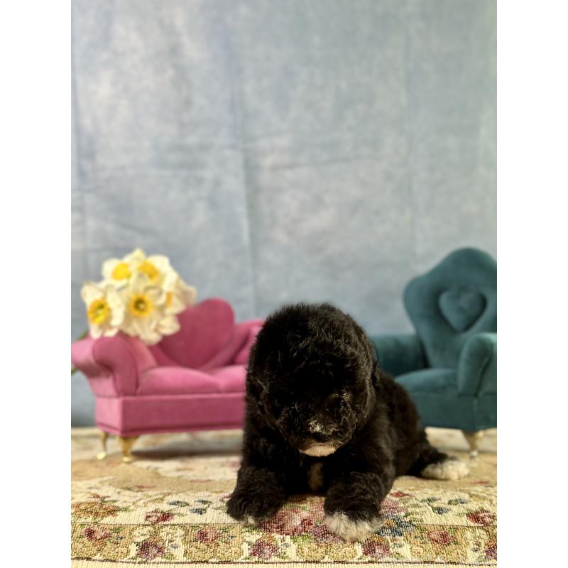 販売中の京都府のトイプードル-437412の12枚目