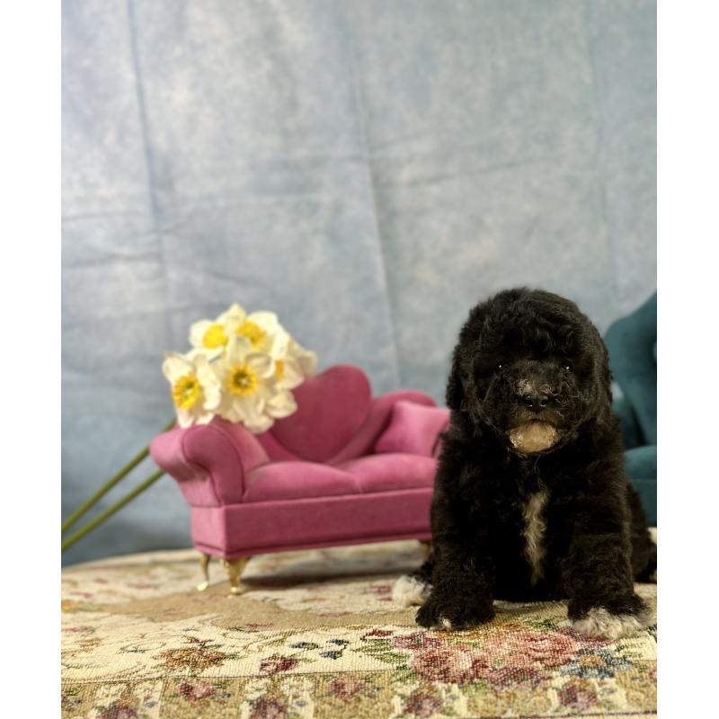 販売中の京都府のトイプードル-437412の11枚目