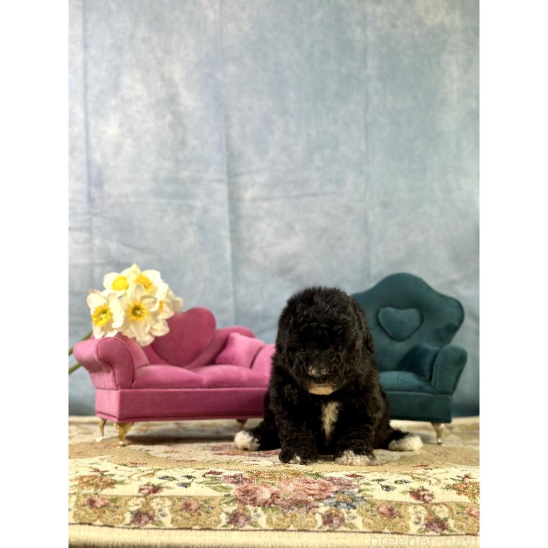 販売中の京都府のトイプードル-437412の10枚目