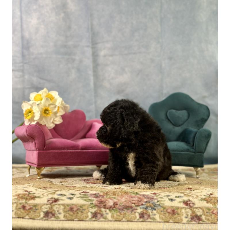 販売中の京都府のトイプードル-437412の9枚目