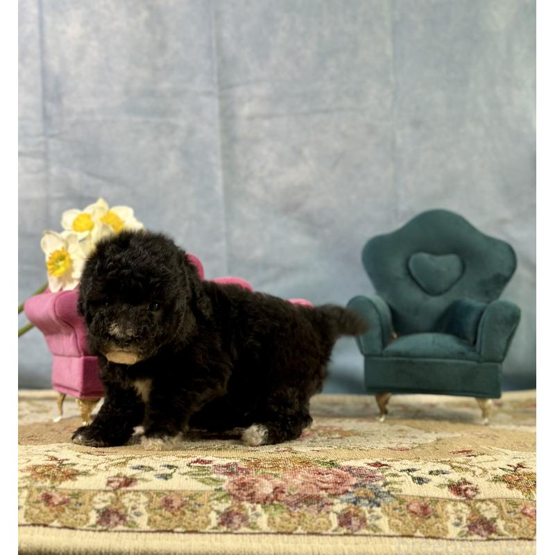 販売中の京都府のトイプードル-437412の8枚目