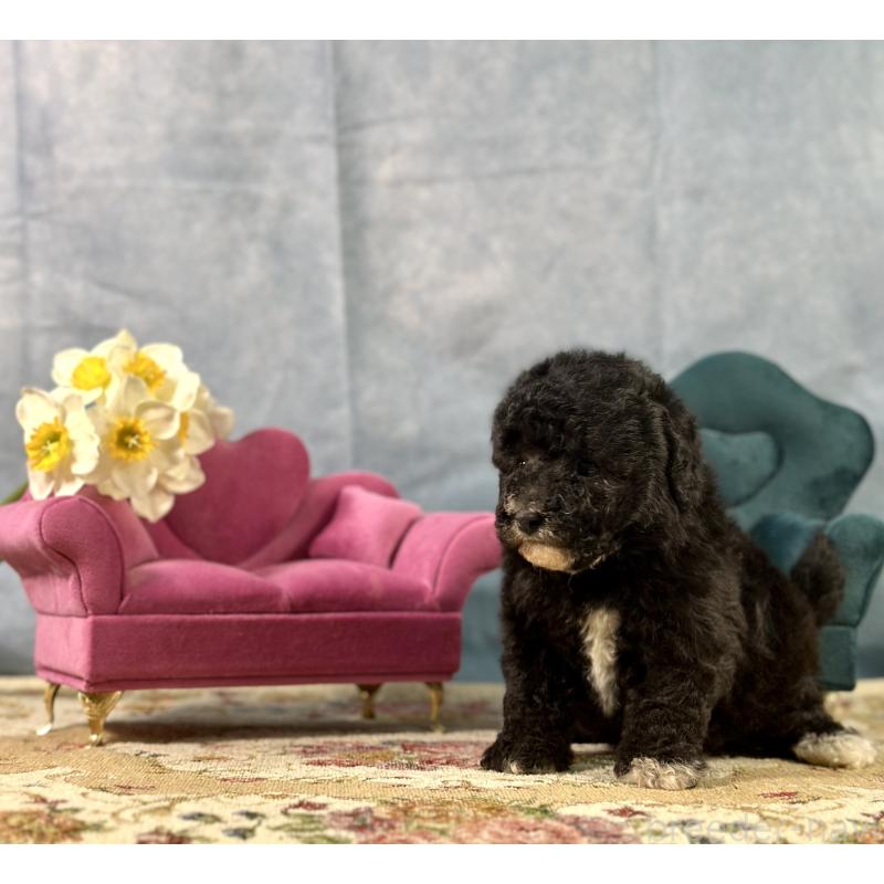 販売中の京都府のトイプードル-437412の6枚目