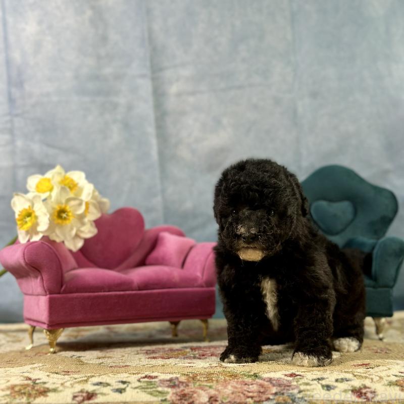 販売中の京都府のトイプードル-437412の4枚目