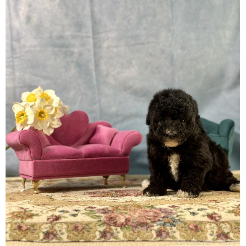 販売中の京都府のトイプードル-437412の3枚目