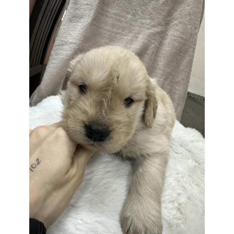 販売中の千葉県のゴールデンレトリーバー-437640の5枚目