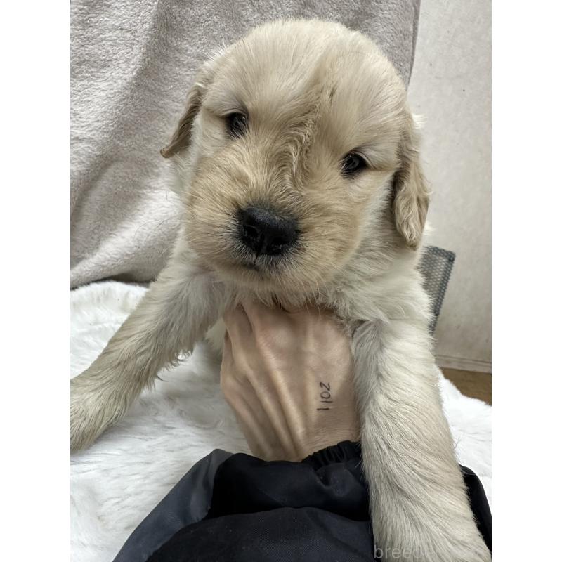 販売中の千葉県のゴールデンレトリーバー-437640の4枚目