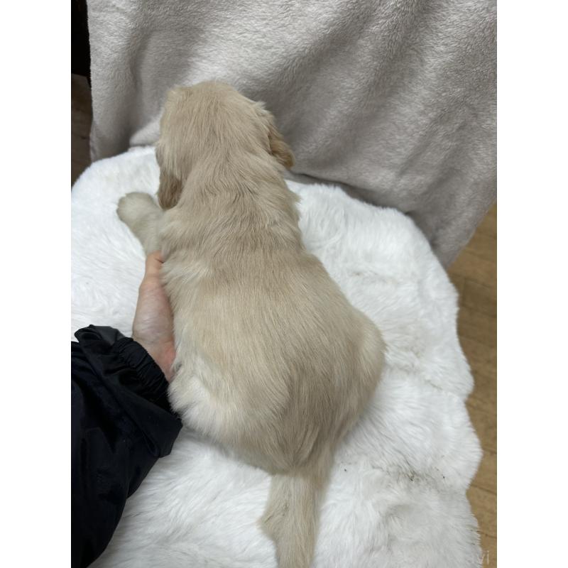 販売中の千葉県のゴールデンレトリーバー-437640の2枚目