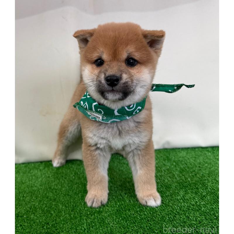 販売中の神奈川県の豆柴-437641の4枚目