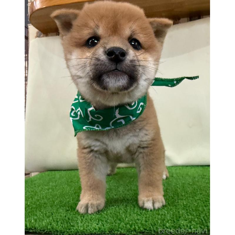 販売中の神奈川県の豆柴-437641の3枚目