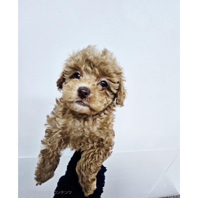 販売中の熊本県のタイニープードル-437369の2枚目