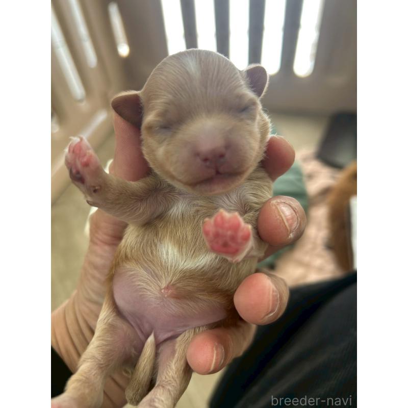 販売中の大阪府のマルプー:マルチーズ×トイプードル-437643の8枚目