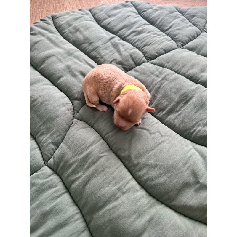 販売中の大阪府のマルプー:マルチーズ×トイプードル-437643の7枚目