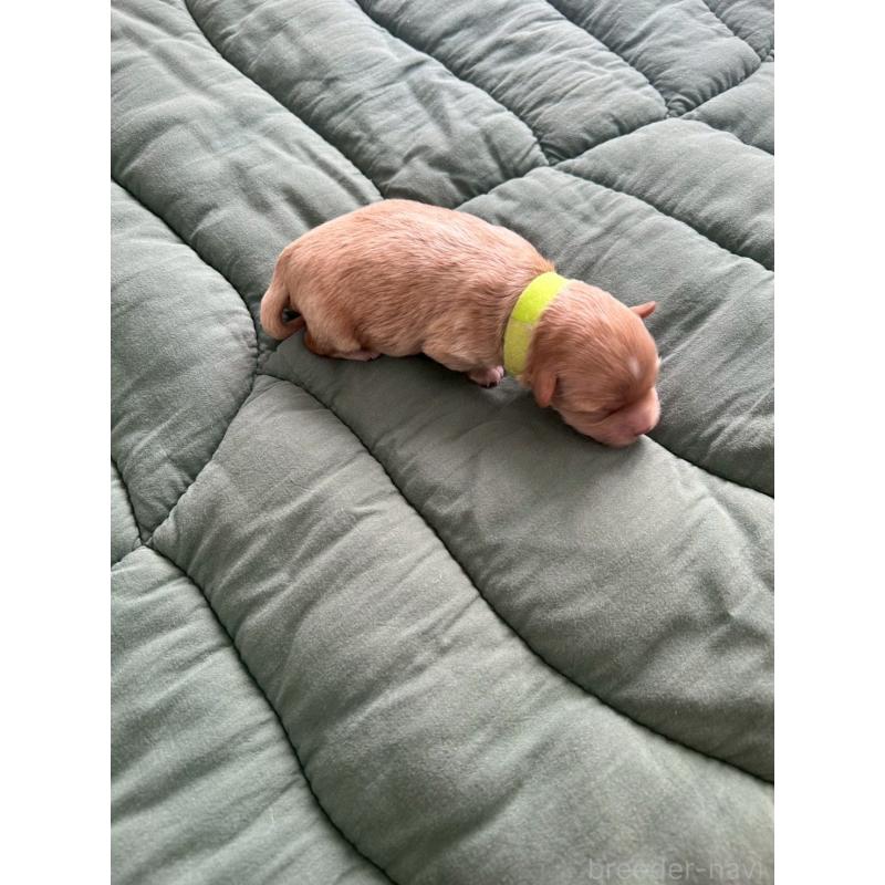 販売中の大阪府のマルプー:マルチーズ×トイプードル-437643の6枚目