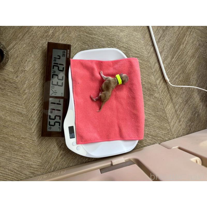 販売中の大阪府のマルプー:マルチーズ×トイプードル-437643の5枚目