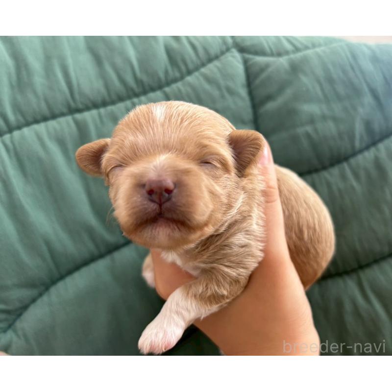 販売中の大阪府のマルプー:マルチーズ×トイプードル-437643の3枚目