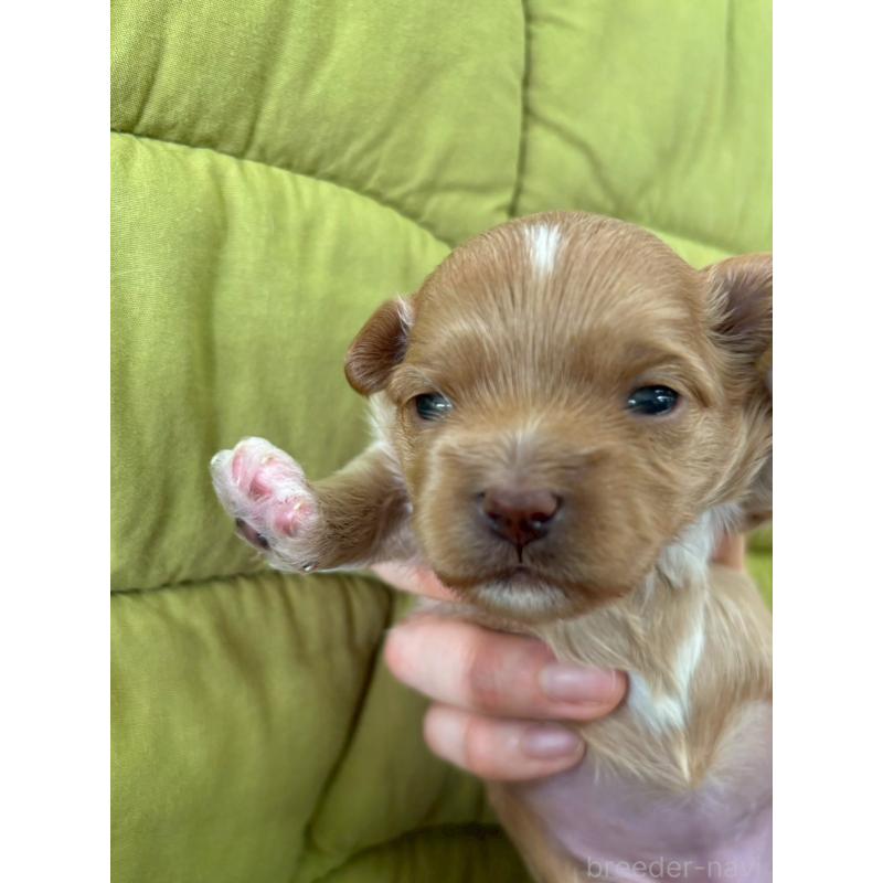 販売中の大阪府のマルプー:マルチーズ×トイプードル-437643の2枚目