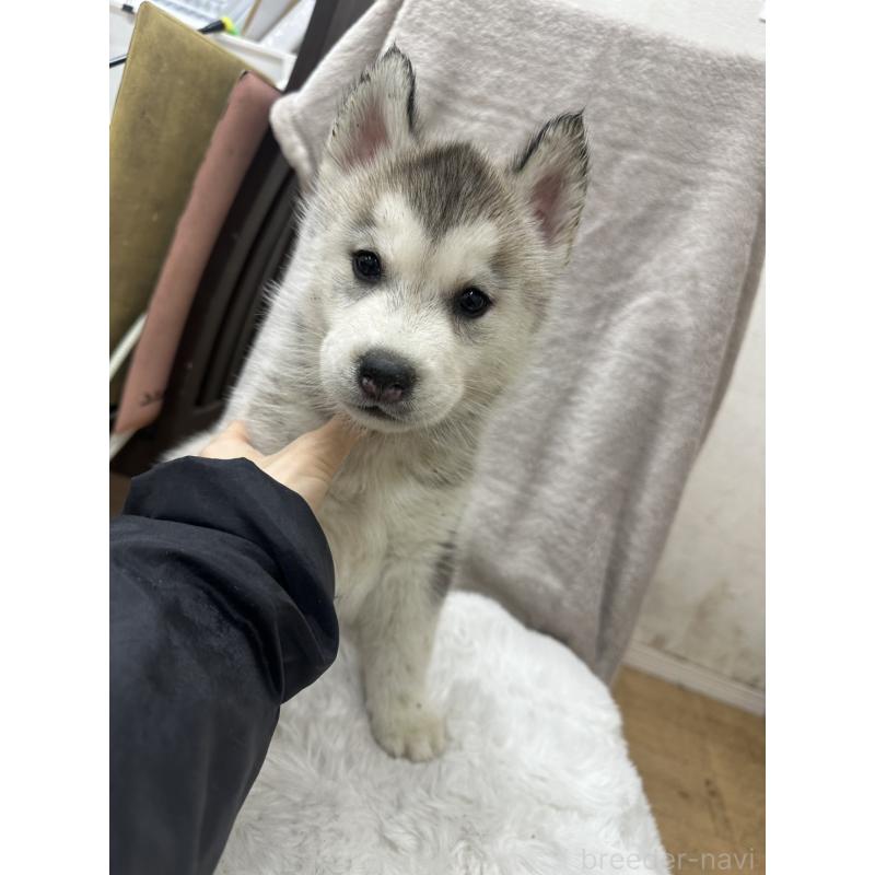 商談中の千葉県のシベリアンハスキー-437644の5枚目