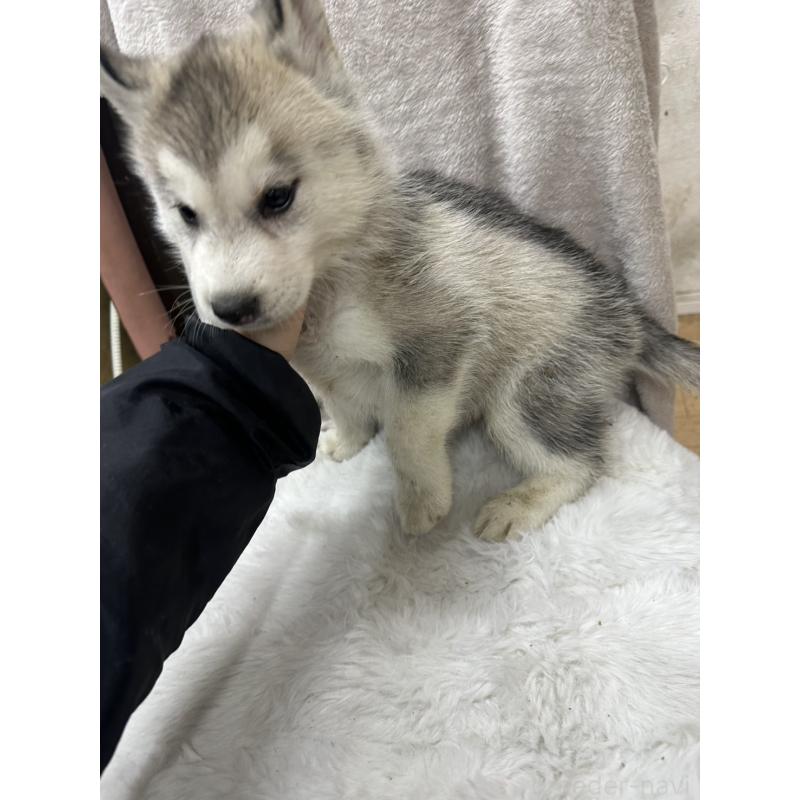 商談中の千葉県のシベリアンハスキー-437644の3枚目