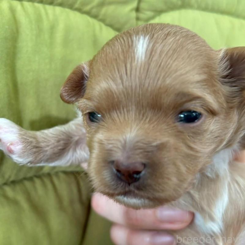 販売中の大阪府のマルプー:マルチーズ×トイプードル-437643