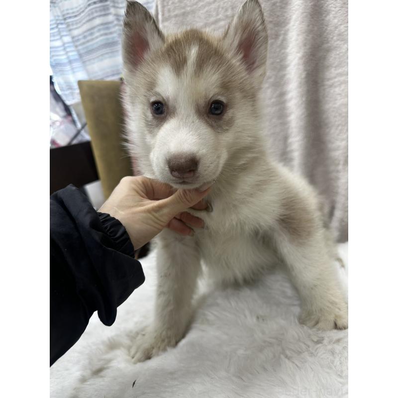 販売中の千葉県のシベリアンハスキー-437645の4枚目