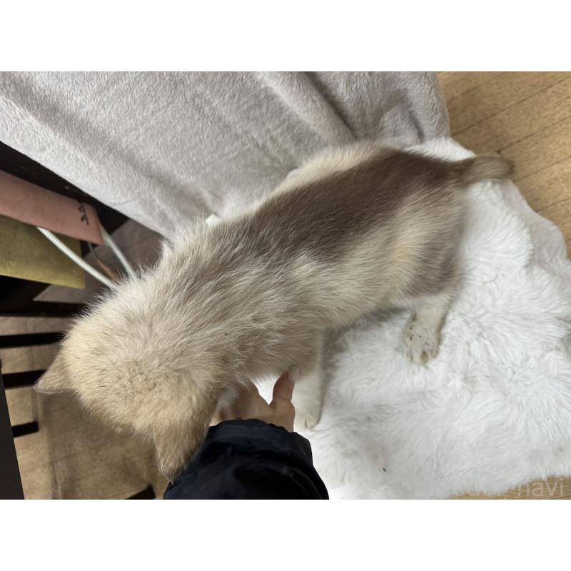 販売中の千葉県のシベリアンハスキー-437645の3枚目