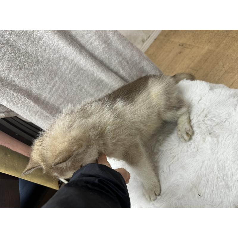 販売中の千葉県のシベリアンハスキー-437645の2枚目