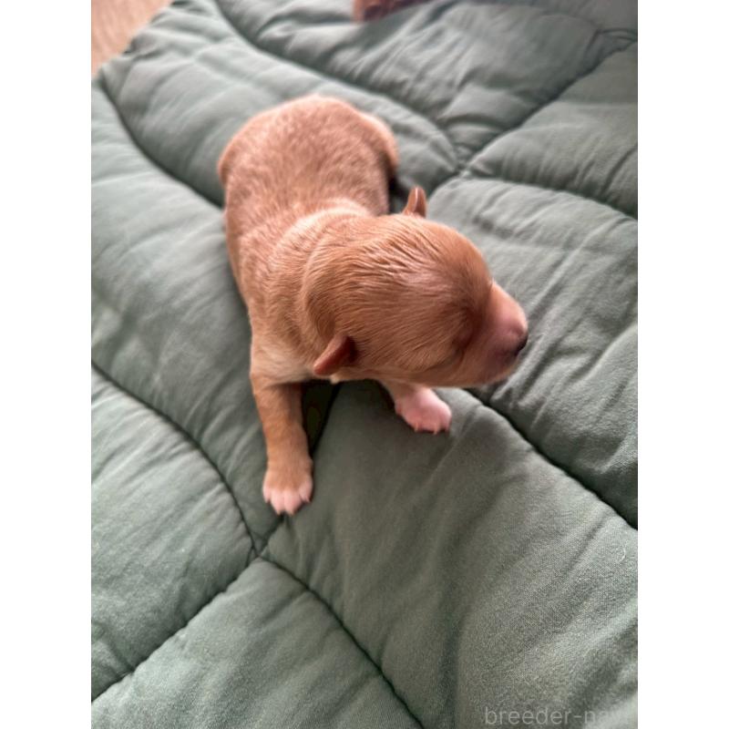 販売中の大阪府のマルプー:マルチーズ×トイプードル-437647の7枚目