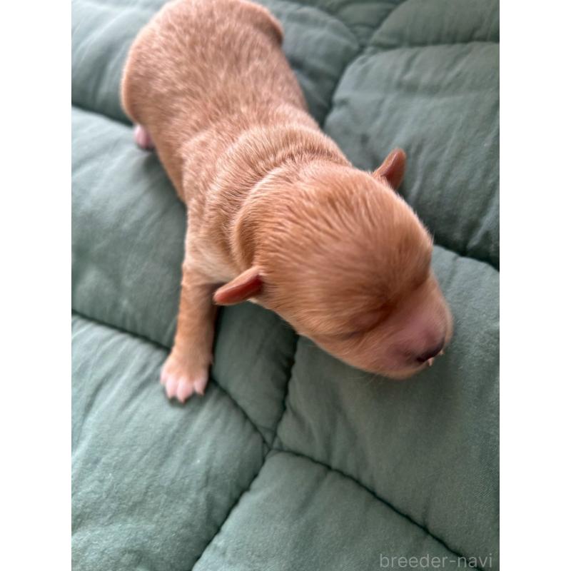 販売中の大阪府のマルプー:マルチーズ×トイプードル-437647の6枚目