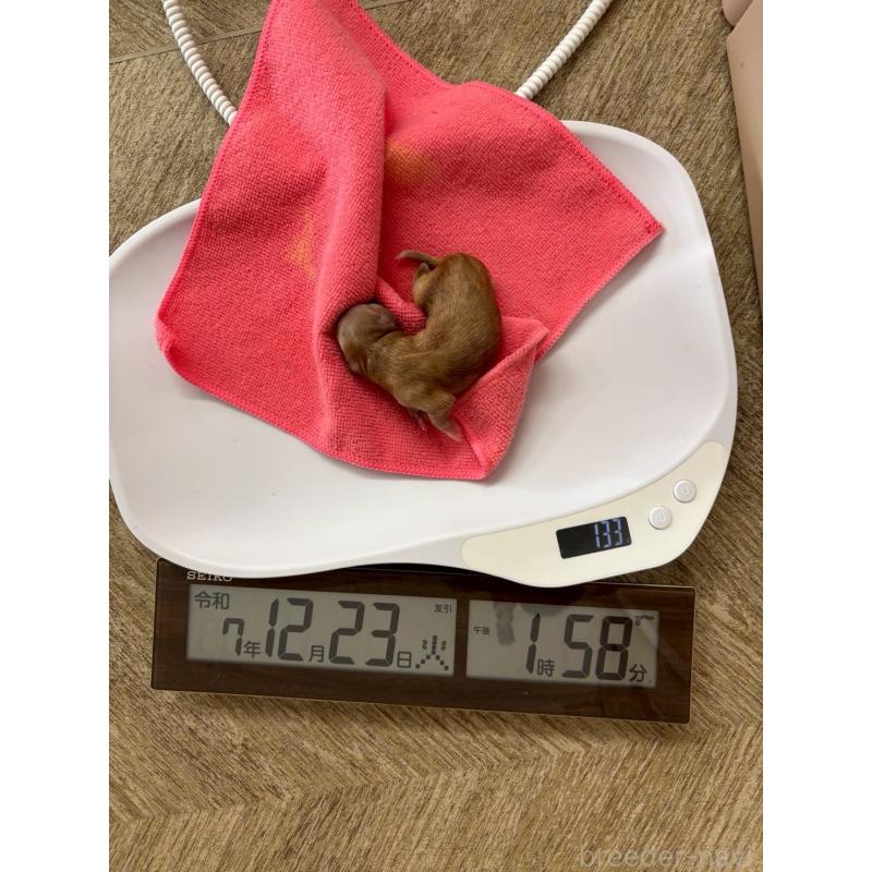 販売中の大阪府のマルプー:マルチーズ×トイプードル-437647の4枚目