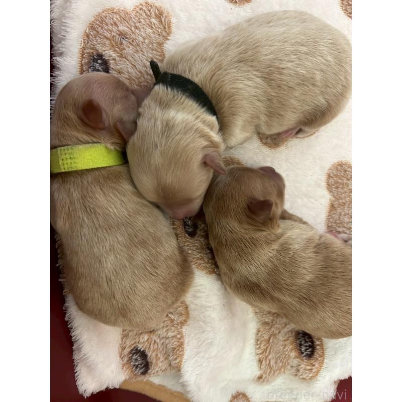 販売中の大阪府のマルプー:マルチーズ×トイプードル-437647の3枚目