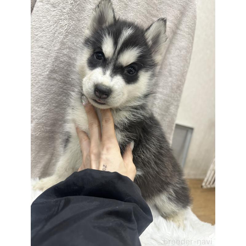 販売中の千葉県のシベリアンハスキー-437646