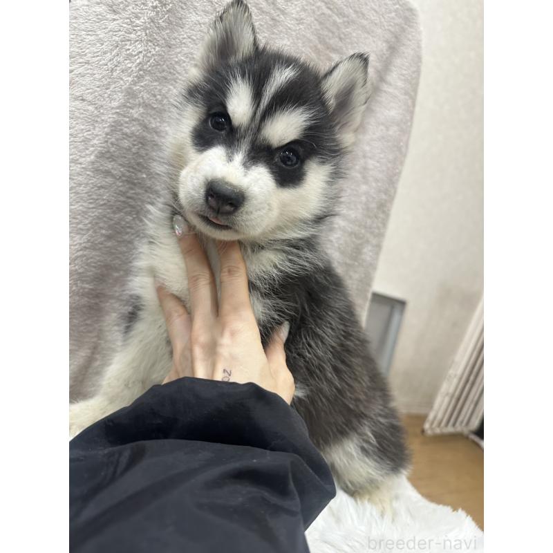 販売中の千葉県のシベリアンハスキー-437646の5枚目