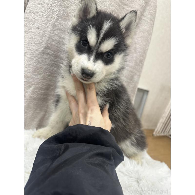 販売中の千葉県のシベリアンハスキー-437646の4枚目