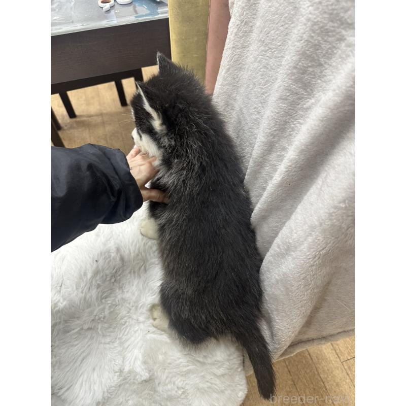 販売中の千葉県のシベリアンハスキー-437646の3枚目