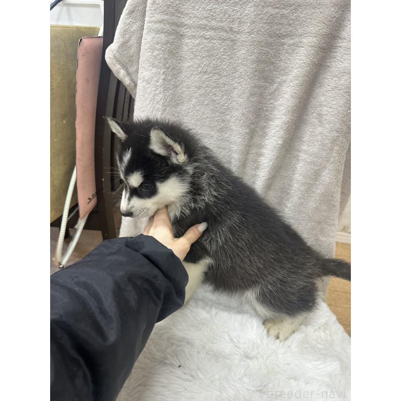 販売中の千葉県のシベリアンハスキー-437646の2枚目