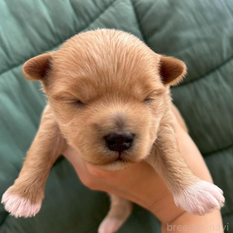 販売中の大阪府のマルプー:マルチーズ×トイプードル-437647