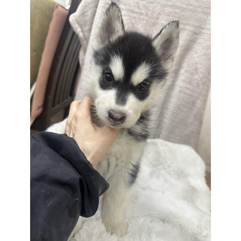 販売中の千葉県のシベリアンハスキー-437649の5枚目