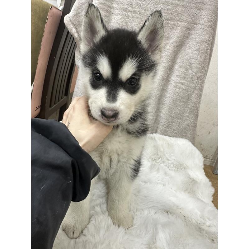 販売中の千葉県のシベリアンハスキー-437649