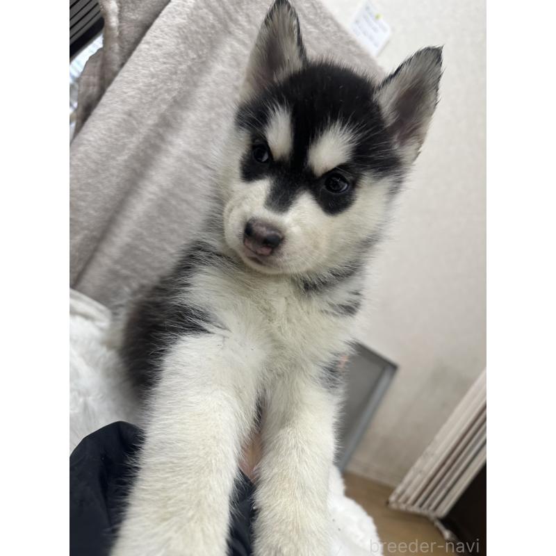 販売中の千葉県のシベリアンハスキー-437649の4枚目