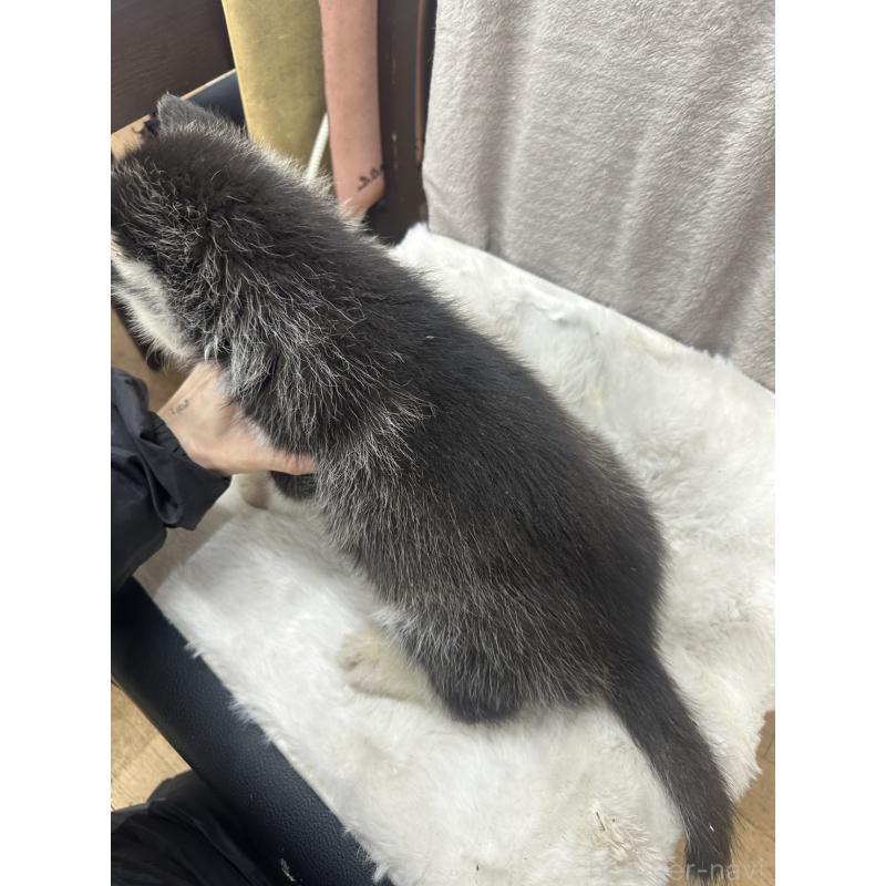 販売中の千葉県のシベリアンハスキー-437649の3枚目