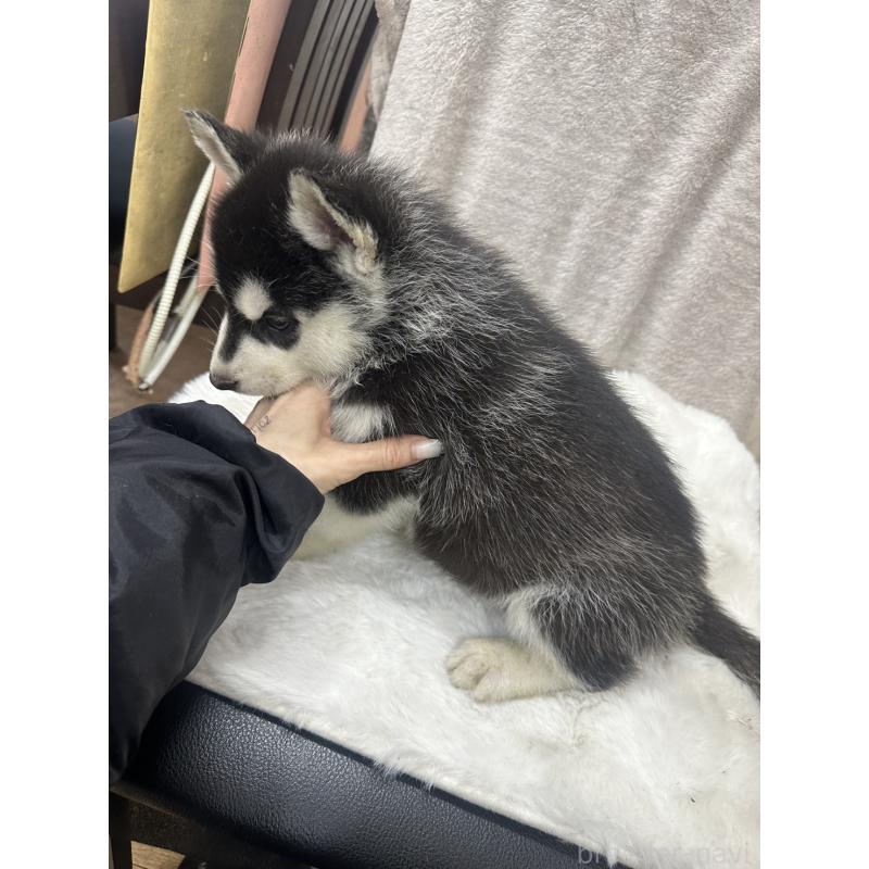 販売中の千葉県のシベリアンハスキー-437649の2枚目