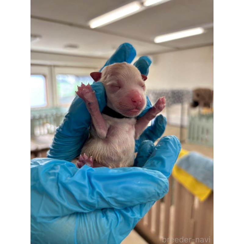 販売中の大阪府のマルプー:マルチーズ×トイプードル-437650の5枚目