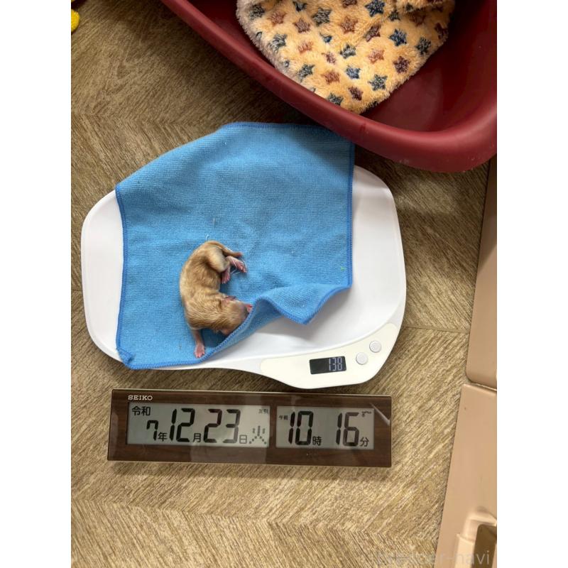 販売中の大阪府のマルプー:マルチーズ×トイプードル-437650の4枚目