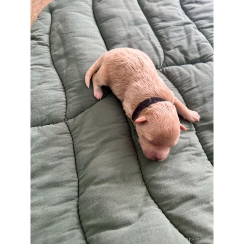 販売中の大阪府のマルプー:マルチーズ×トイプードル-437650の2枚目