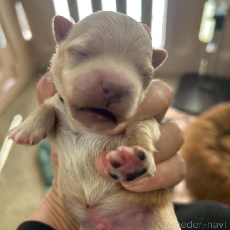 販売中の大阪府のマルプー:マルチーズ×トイプードル-437650